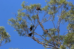 Cathartes aura