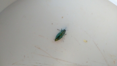 Buprestis confluenta