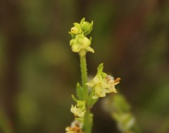 Galium hypocarpium