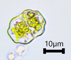 Euastrum insulare