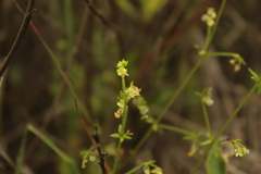 Galium hypocarpium
