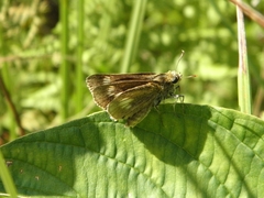 Euphyes conspicua