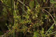 Galium hypocarpium