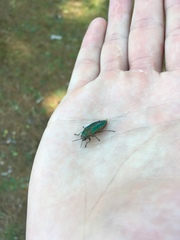 Buprestis striata