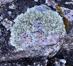 Xanthoparmelia stenophylla