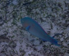 Festive Parrotfish photo 2