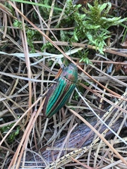 Buprestis striata