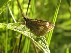Euphyes conspicua
