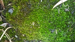 Bryophyta