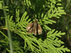 Euphyes conspicua