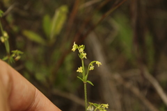 Galium hypocarpium