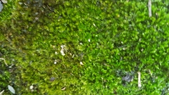 Bryophyta