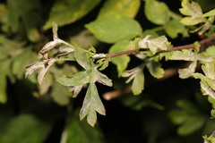 Podosphaera clandestina