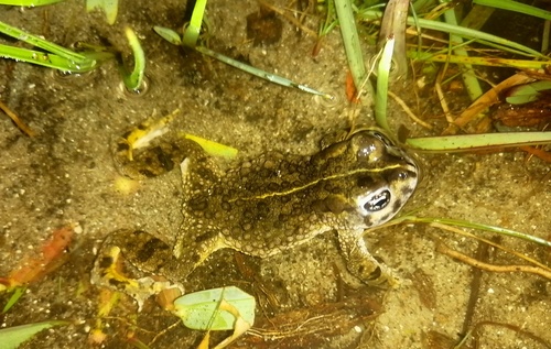 Cape Sand Toad, Vandijkophrynus angusticeps