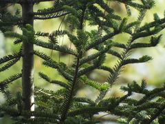 Abies vejarii