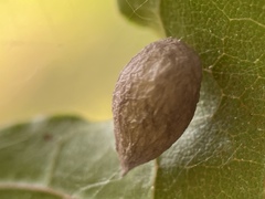 Mastophora