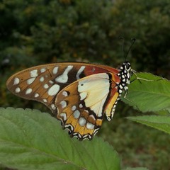Graphium angolanus