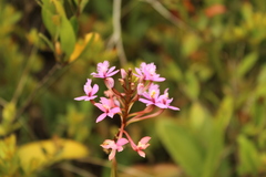 Epidendrum arachnoglossum