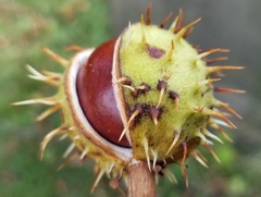 Aesculus hippocastanum