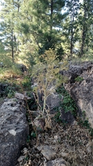 Conioselinum
