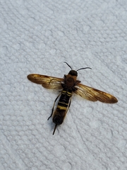 Eriotremex formosanus