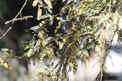 Cynanthus latirostris