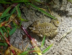 Vandijkophrynus angusticeps