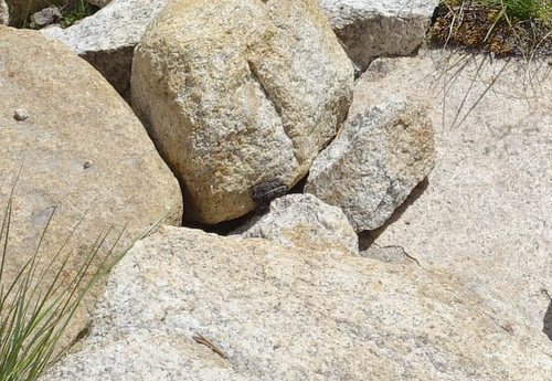 iNaturalist observation photo of California Toad