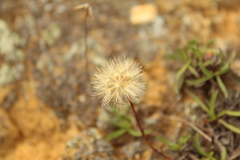 Noticastrum marginatum