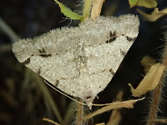 Digrammia denticulata