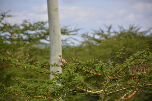 Macronyx aurantiigula