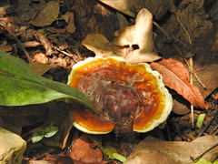 Ganoderma martinicense