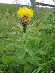 Centaurea macrocephala