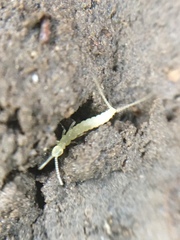 Diplura