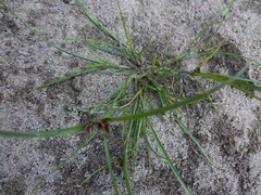 Cyperus bipartitus