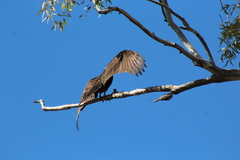 Cathartes aura