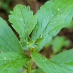 Asphondylia rosulata