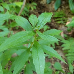 Asphondylia rosulata