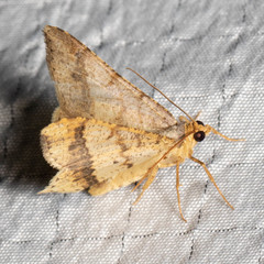 Macaria promiscuata