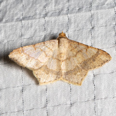 Macaria promiscuata