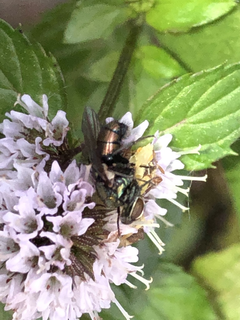Bot Flies, Blow Flies, and Allies in August 2020 by Paula. Became a ...
