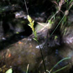 Carex alata
