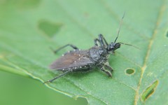 Apiomerus longispinis