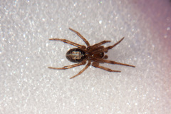 Steatoda nobilis