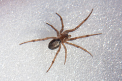 Steatoda nobilis