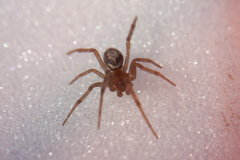 Steatoda nobilis