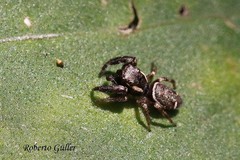 Naubolus