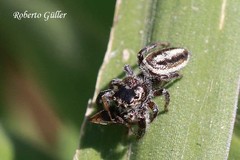 Dendryphantes mordax