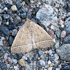 Zanclognatha marcidilinea