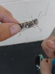 Dissosteira spurcata